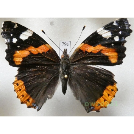 Vanessa atalanta (Linnaeus, 1758) Poland79e
